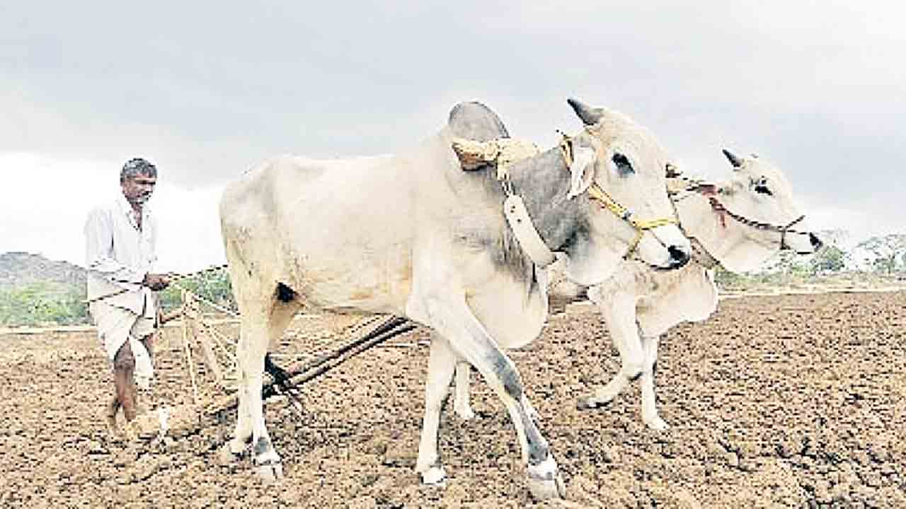 Rainy Season | మృగశిర కార్తెతో వానకాలంకు రైతుల స్వాగతం
