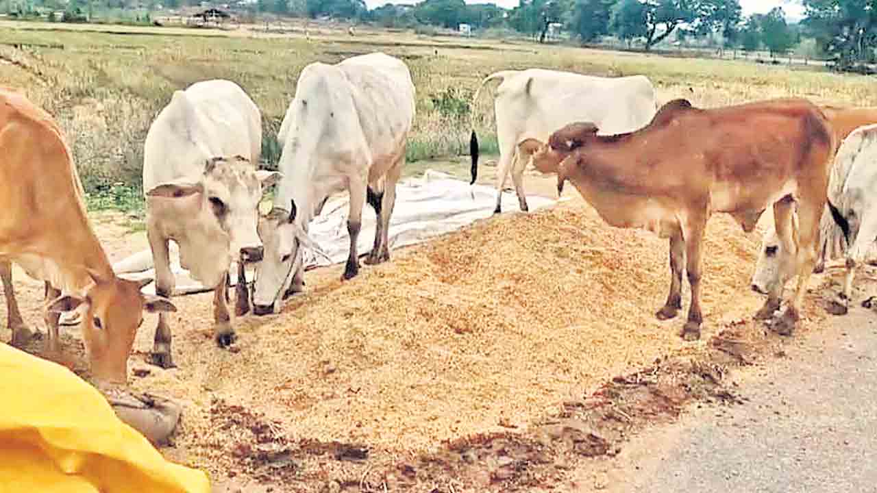 మొలకెత్తిన ధాన్యమూ పశువుల మేతకే