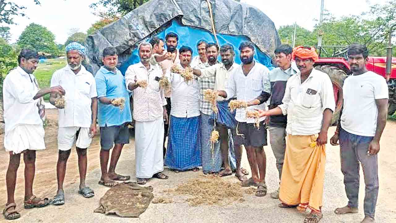 మొలకెత్తిన ధాన్యం.. రైతన్న దైన్యం