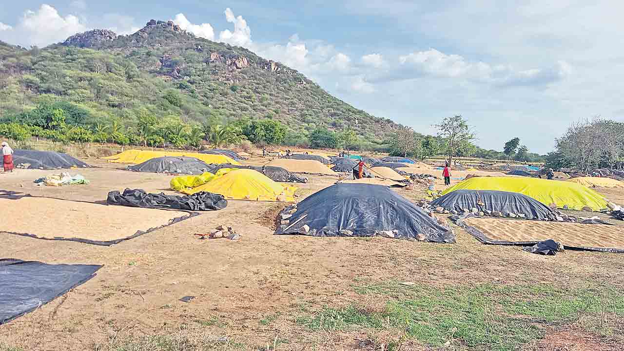 Paddy Procurement | నత్తనడకన ధాన్యం కొనుగోళ్లు.. ఆందోళనలో రైతులు