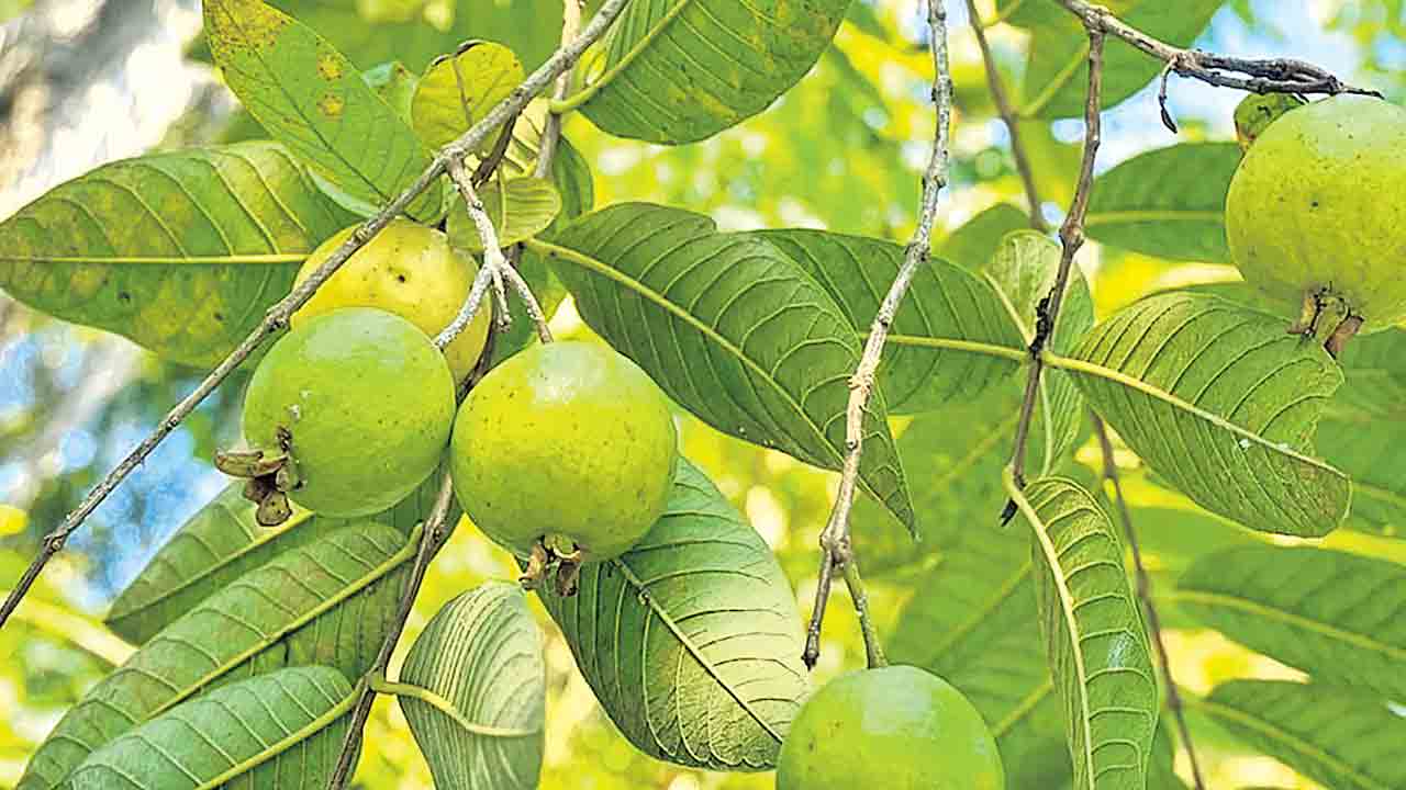 ఘనం.. పీవీ వనం