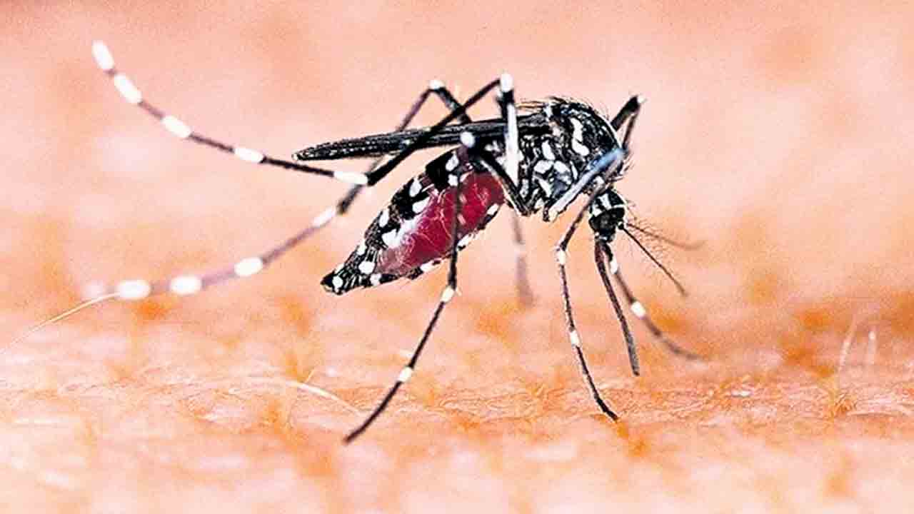 Hyderabad | నగరం దోమల మయం.. వర్షాకాలానికి ముందే నివారణ చర్యలు తీసుకోని బల్దియా