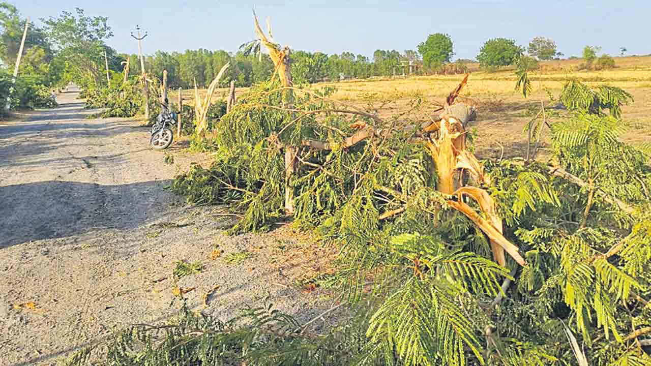 హరితహారం మొక్కలపై గొడ్డలివేటు