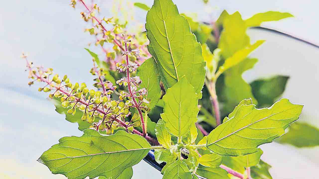 Tulasi | తులసితో జ్ఞాపకశక్తి మెరుగు.. ఒత్తిళ్లను తగ్గిస్తుంది..
