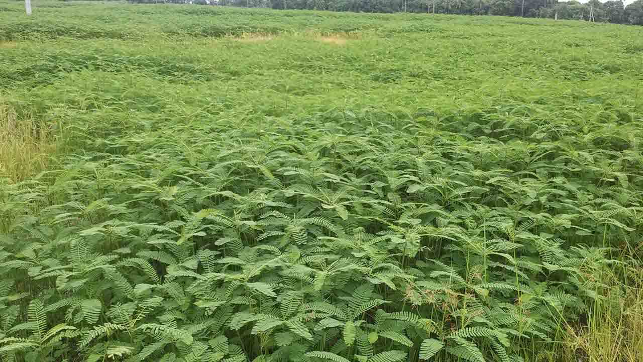 కొండెక్కిన పచ్చిరొట్ట