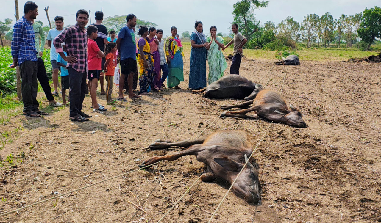 Khammam | అధికారుల నిర్లక్ష్యం.. విద్యుదాఘాతంతో ఐదు బర్రెలు మృతి
