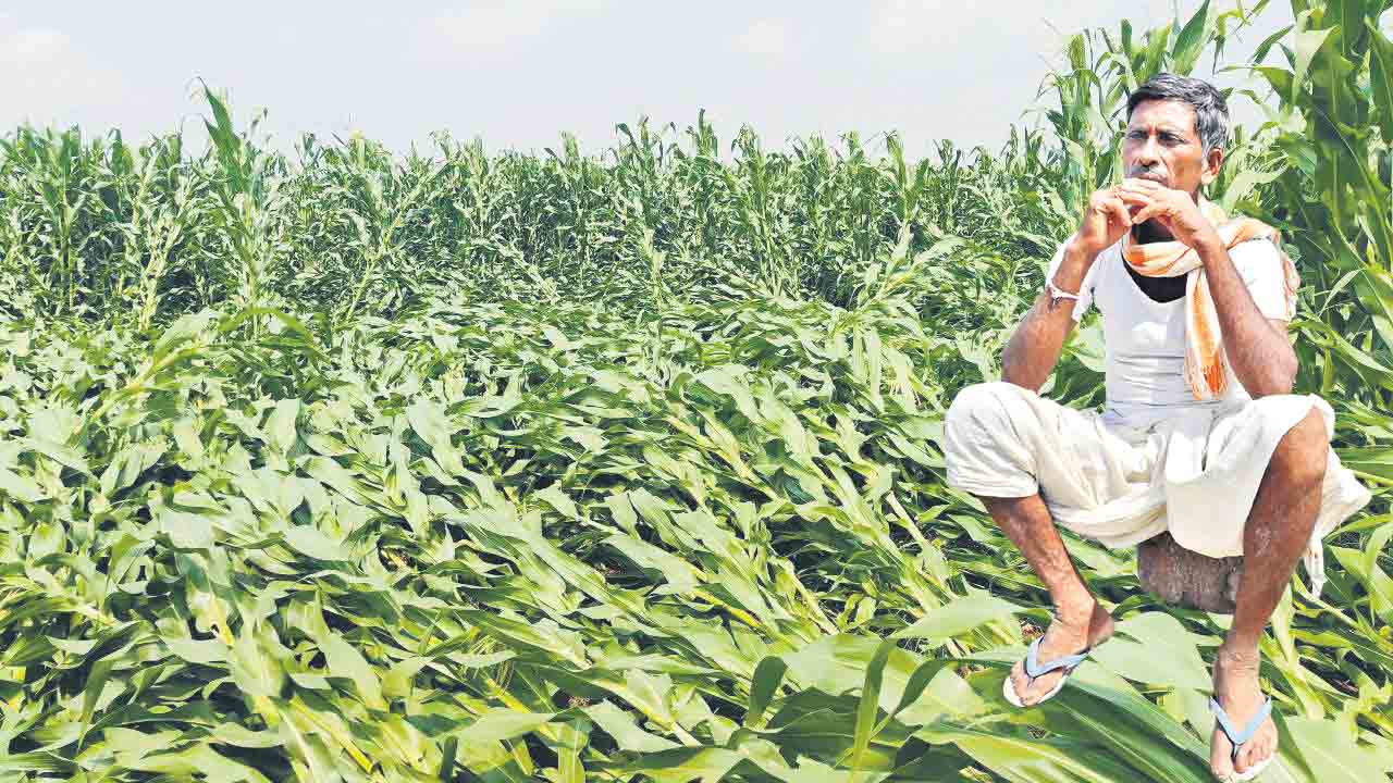 పంట నష్టపరిహారమేది?