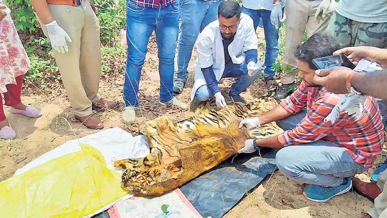 Asifabad | ఎల్లూరులో పులిని హతమార్చి.. చిన్నరాస్పల్లిలో దాచిపెట్టారు!