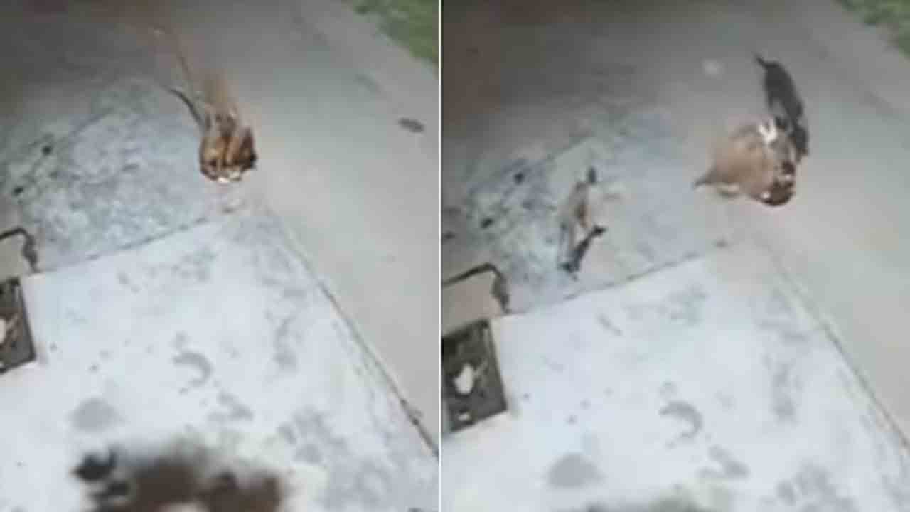 Watch: రోడ్డుపై నిద్రిస్తున్న కుక్కపై చిరుత దాడి.. తర్వాత ఏం జరిగిందంటే?