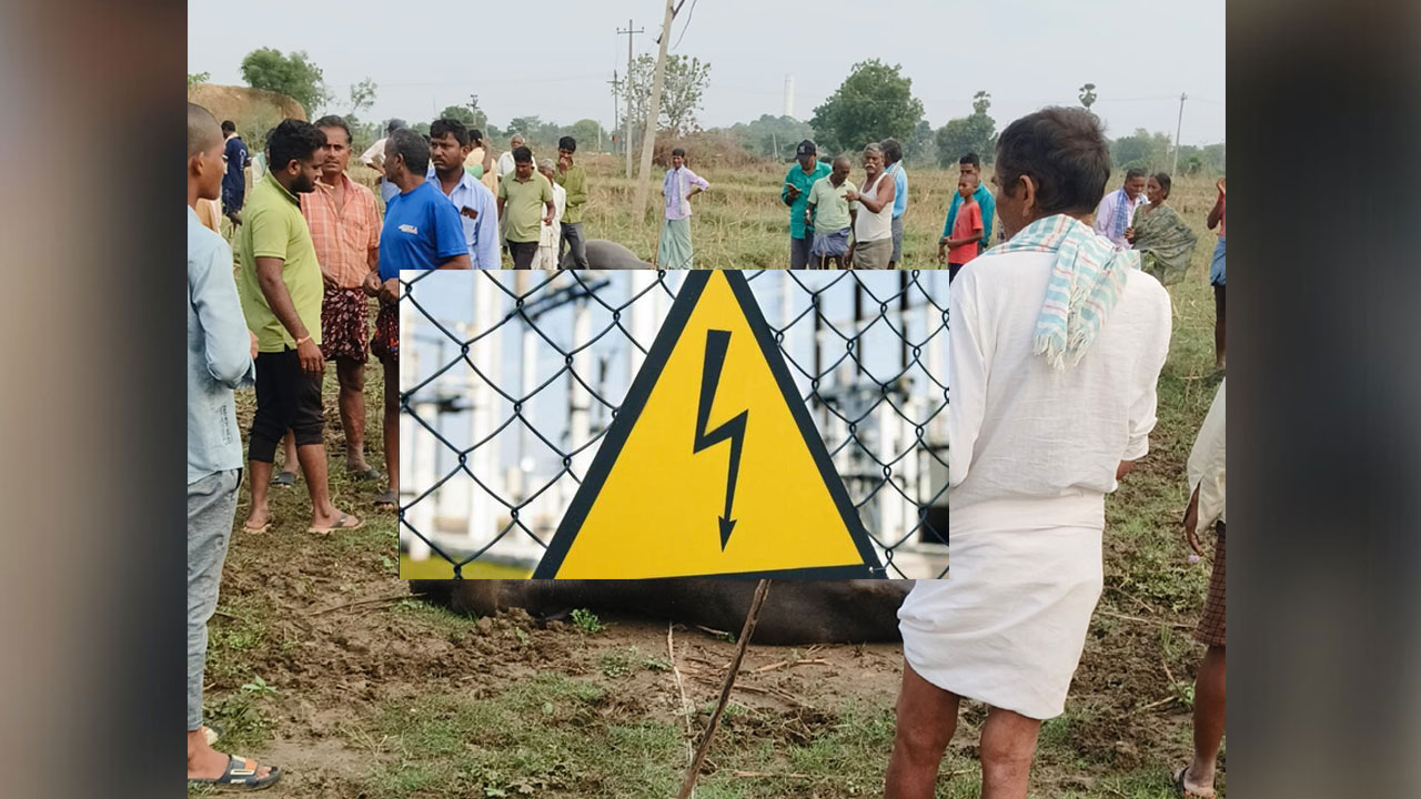 Mahabubabad | విద్యుత్‌ అధికారుల నిర్లక్ష్యం.. కరెంట్‌ షాక్‌తో 8 బర్రెలు మృతి