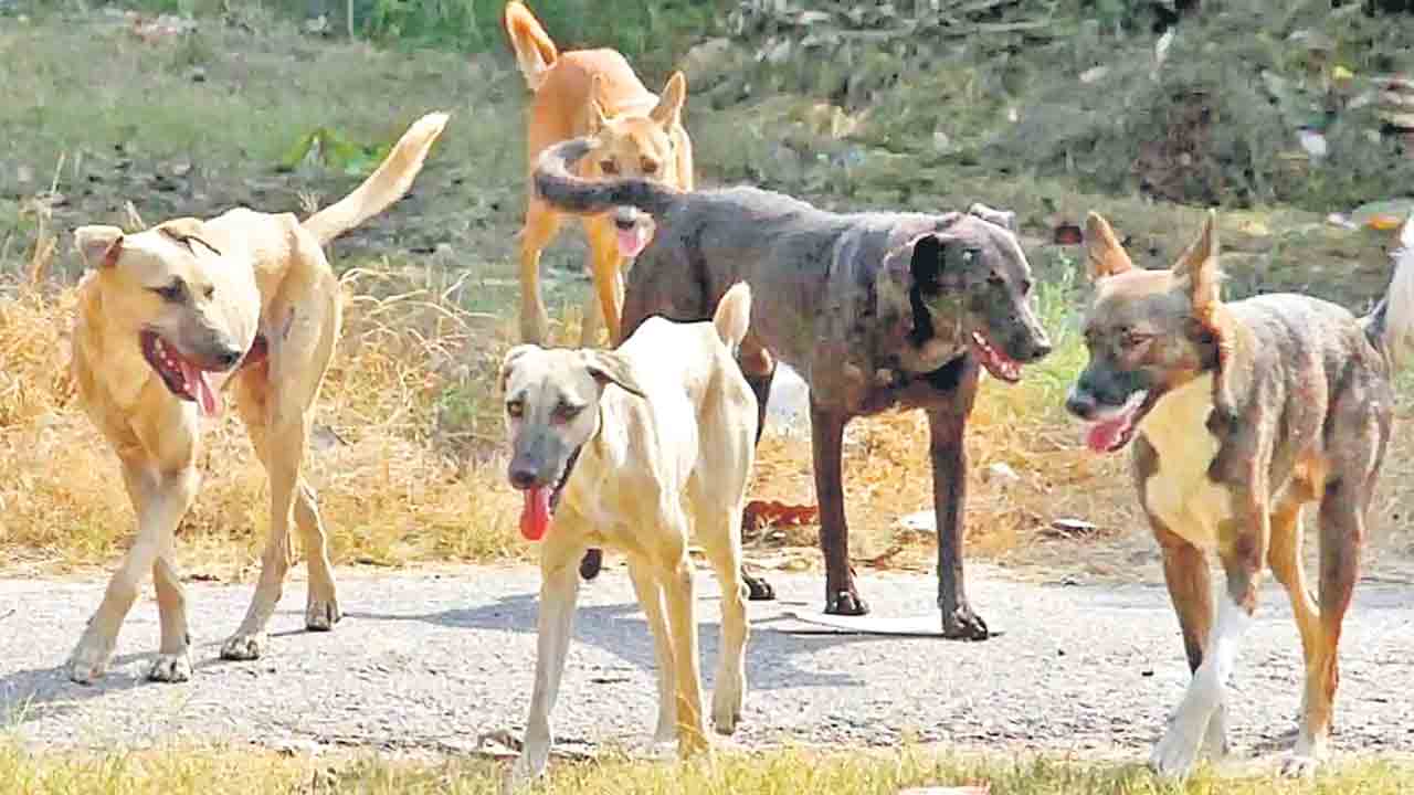Summer | సమ్మర్‌లో కుక్కలతో జాగ్రత్త.. ఈ పనులు అస్సలు చేయకండి!