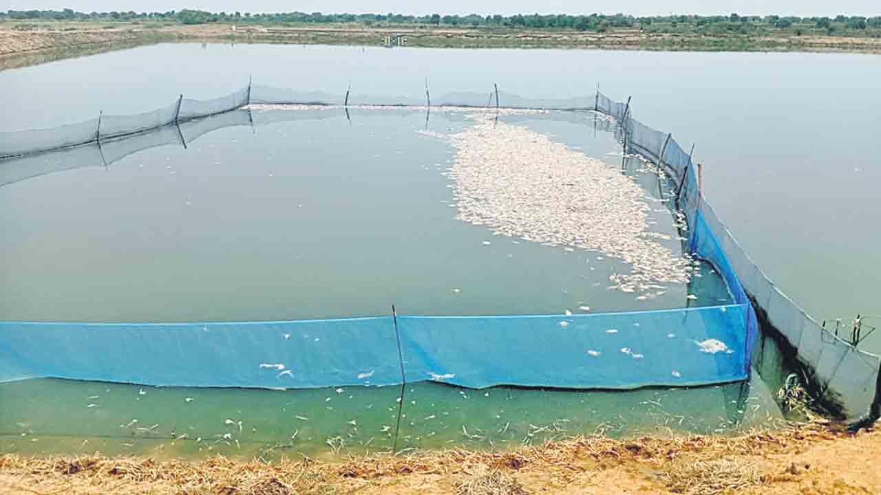 అడ్డగోలుగా.. చేపల చెరువులు