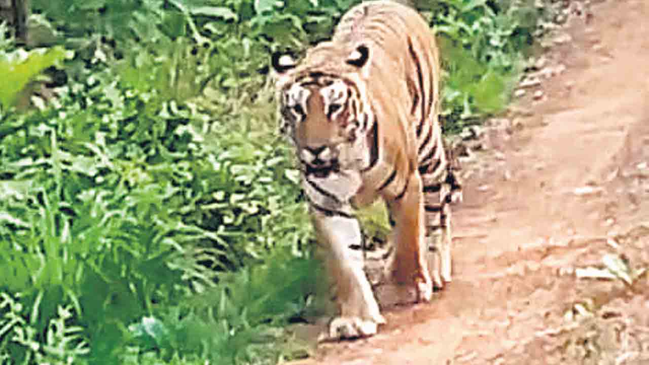 సఫారీ యాత్రికులకు కనిపించిన పెద్దపులి