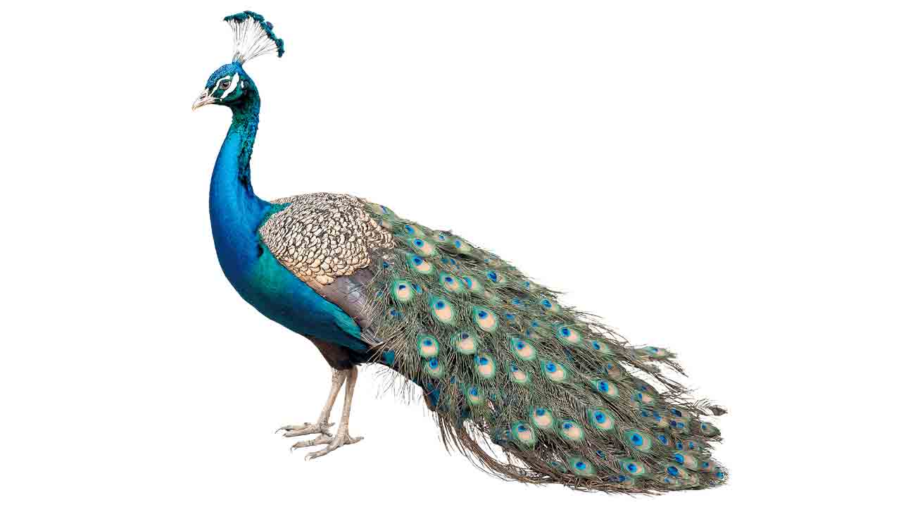 జాతీయపక్షి జాడేదీ?