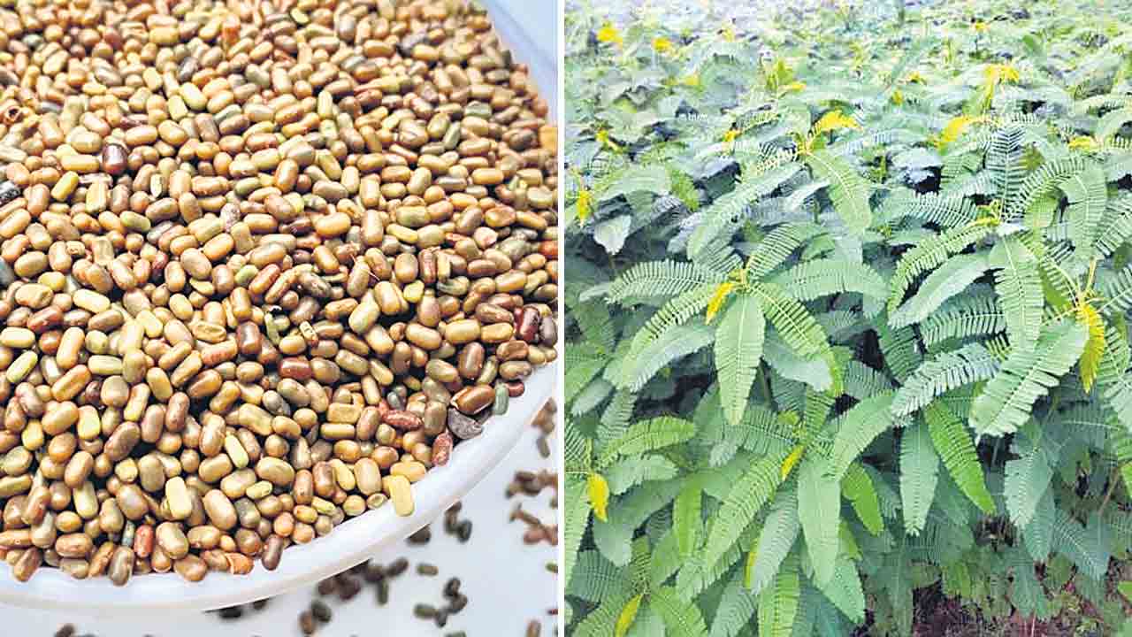 రైతుపై విత్తన భారం