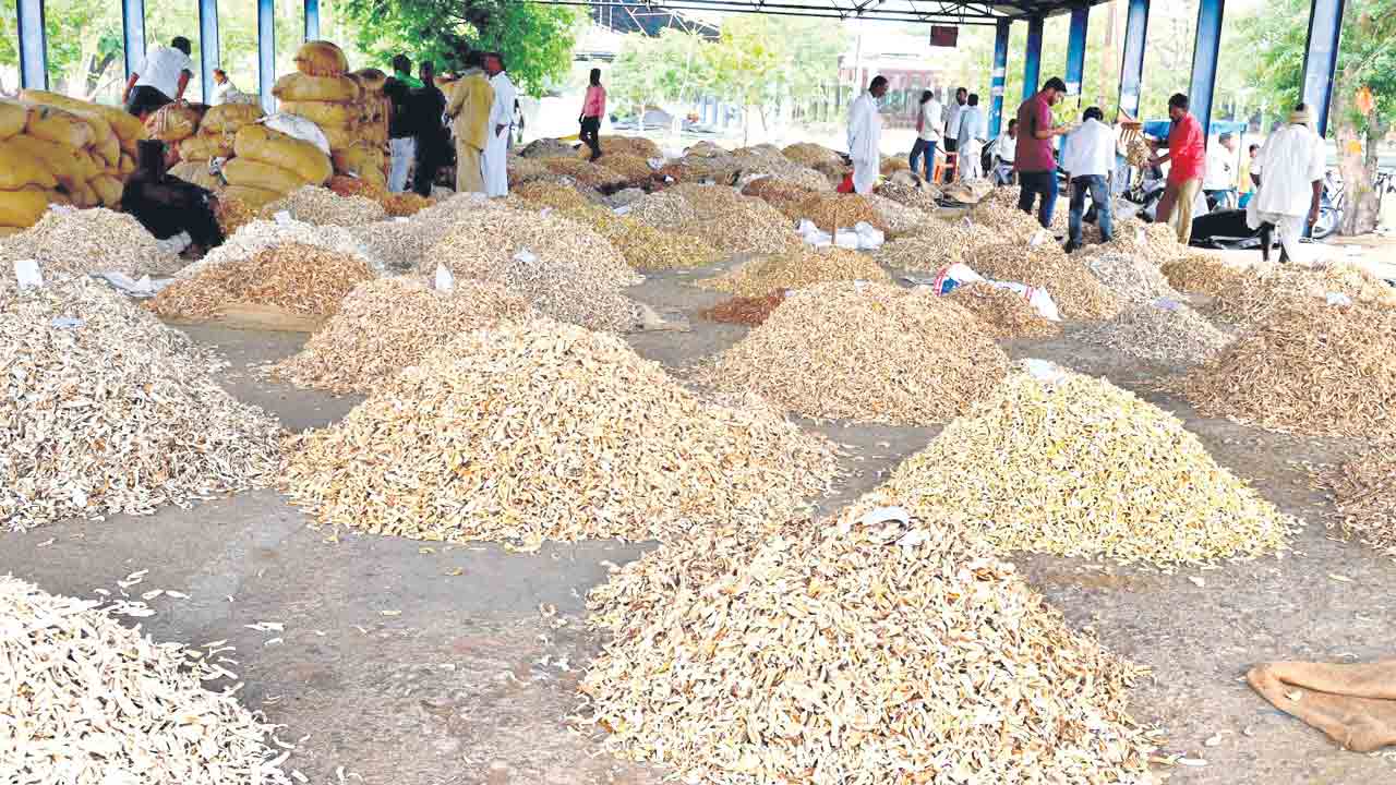 ‘ఆమ్చూర్’ రైతు ఆగమాగం.. గిట్టుబాటు లేక సాగుదారుల కుదేలు
