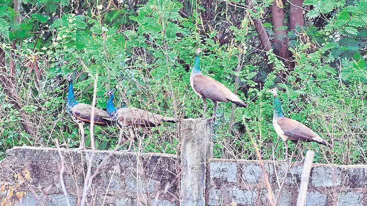Nizamabad1