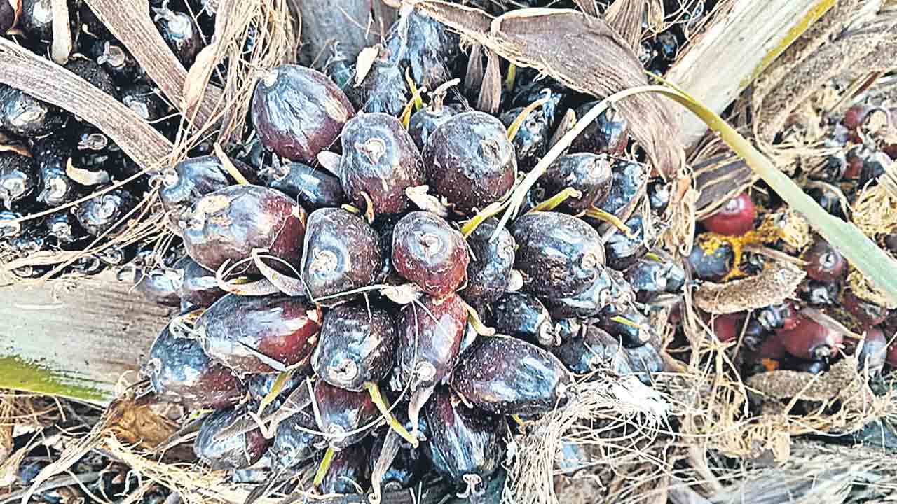 ఫలించిన కేసీఆర్‌ కృషి