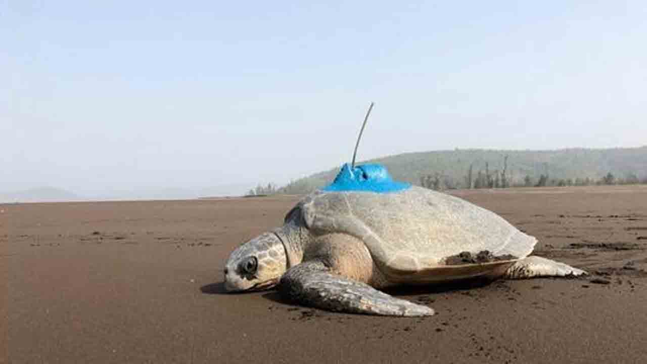 Tortoise | ఏకంగా వెయ్యి కిలోమీటర్లు ఈది.. ఒడిశా నుంచి ఆంధ్రప్రదేశ్‌కు తాబేలు