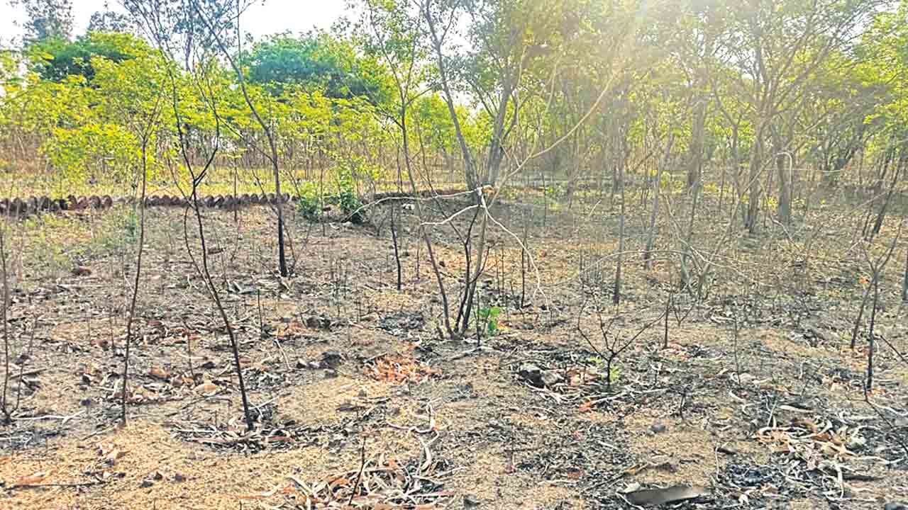 పల్లె ప్రకృతి వనానికి నిర్లక్ష్యపు నిప్పు