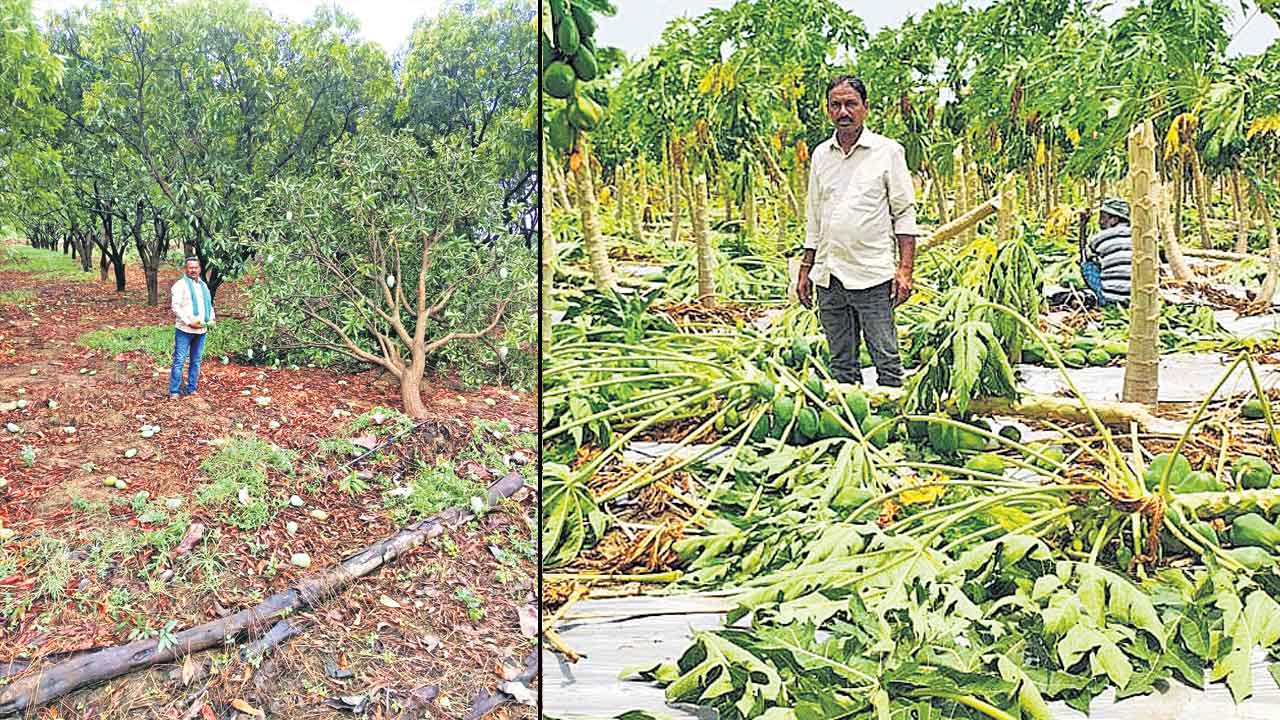 గాలివాన బీభత్సం.. పలు జిల్లాల్లో నేలరాలిన బొప్పాయి, మామిడి