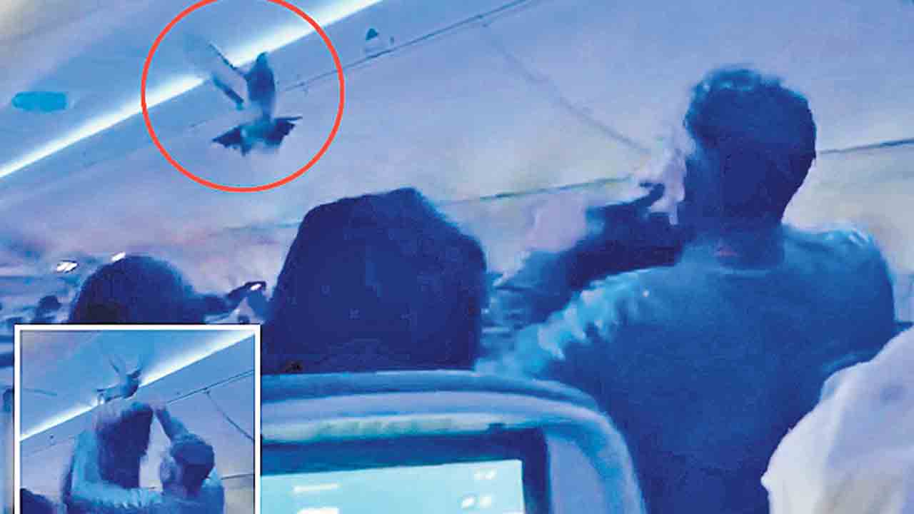 Delta Airlines | విమానాన్ని ఆపిన పావురాలు.. రెండుసార్లు ప్రయాణం ఆలస్యం