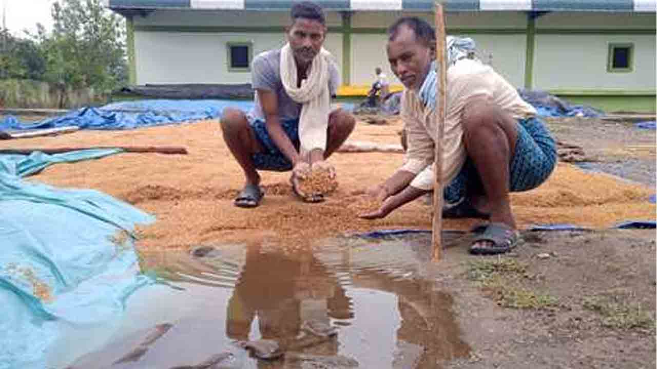 Heavy rain | భారీవర్షానికి తడిసిన వరి ధాన్యం.. ప్రభుత్వమే కొనుగోలు చేయాలని కోటపల్లి రైతుల డిమాండ్‌