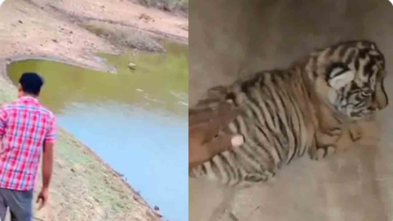 Watch: ప్రాణాలను రిస్క్ చేసిన ఇద్దరు వ్యక్తులు.. పులి ముందు నడిచారు, పిల్లలను తాకారు