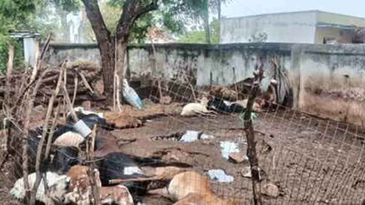 Electrocution | విద్యుదాఘాతంతో 25 గొర్రెలు మృతి..ఆదుకోవాలని బాధితుడు వినతి