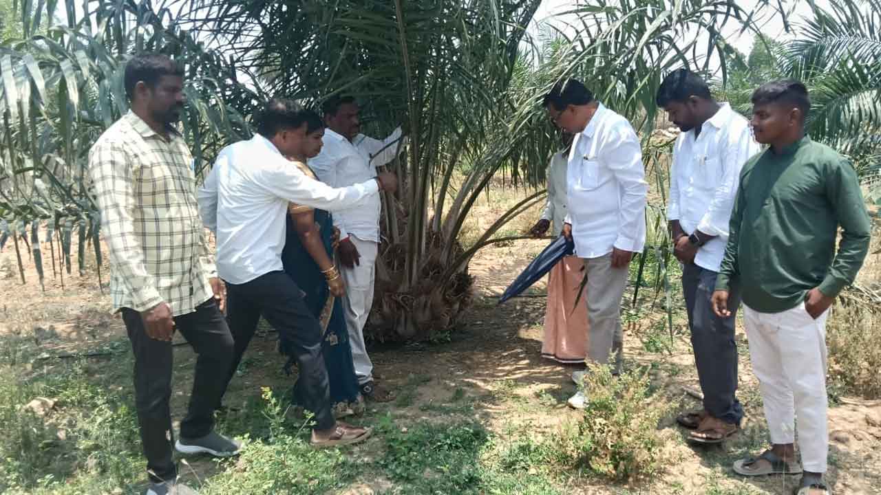 ఆయిల్‌పామ్‌తో దీర్ఘకాల ఆదాయం