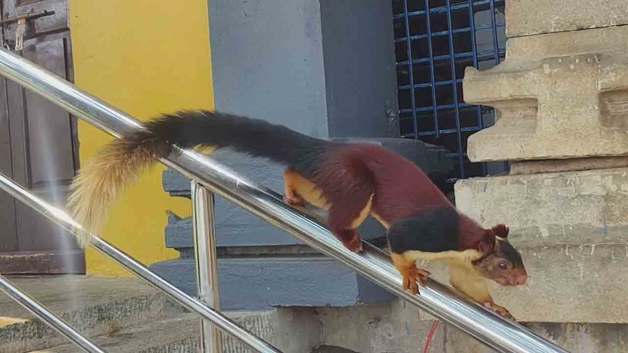 ఉడుత ఉడుత ఊచ్‌..