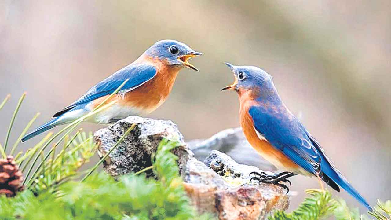 Friendship | పక్షుల్లోనూ దీర్ఘకాల మైత్రి.. మనుషుల్లానే పరస్పరం సహకరించుకుంటాయట!