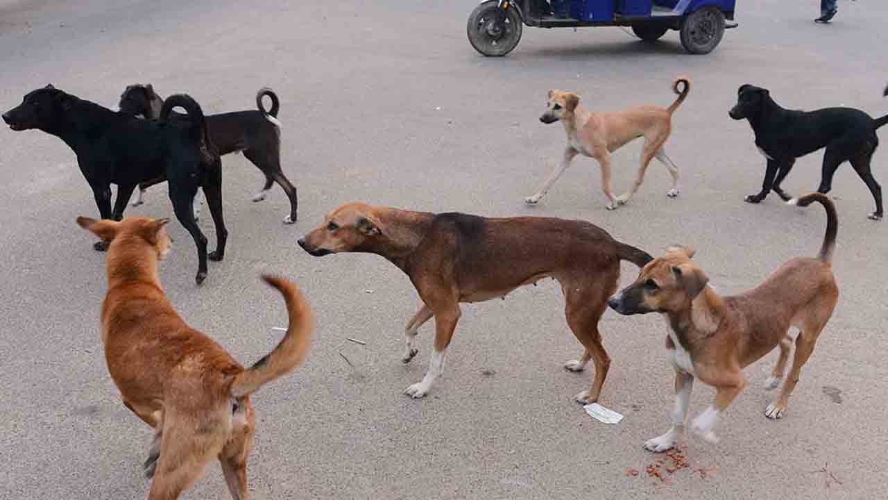 వీధి కుక్కల దాడిలో 36 గొర్రెలు మృతి