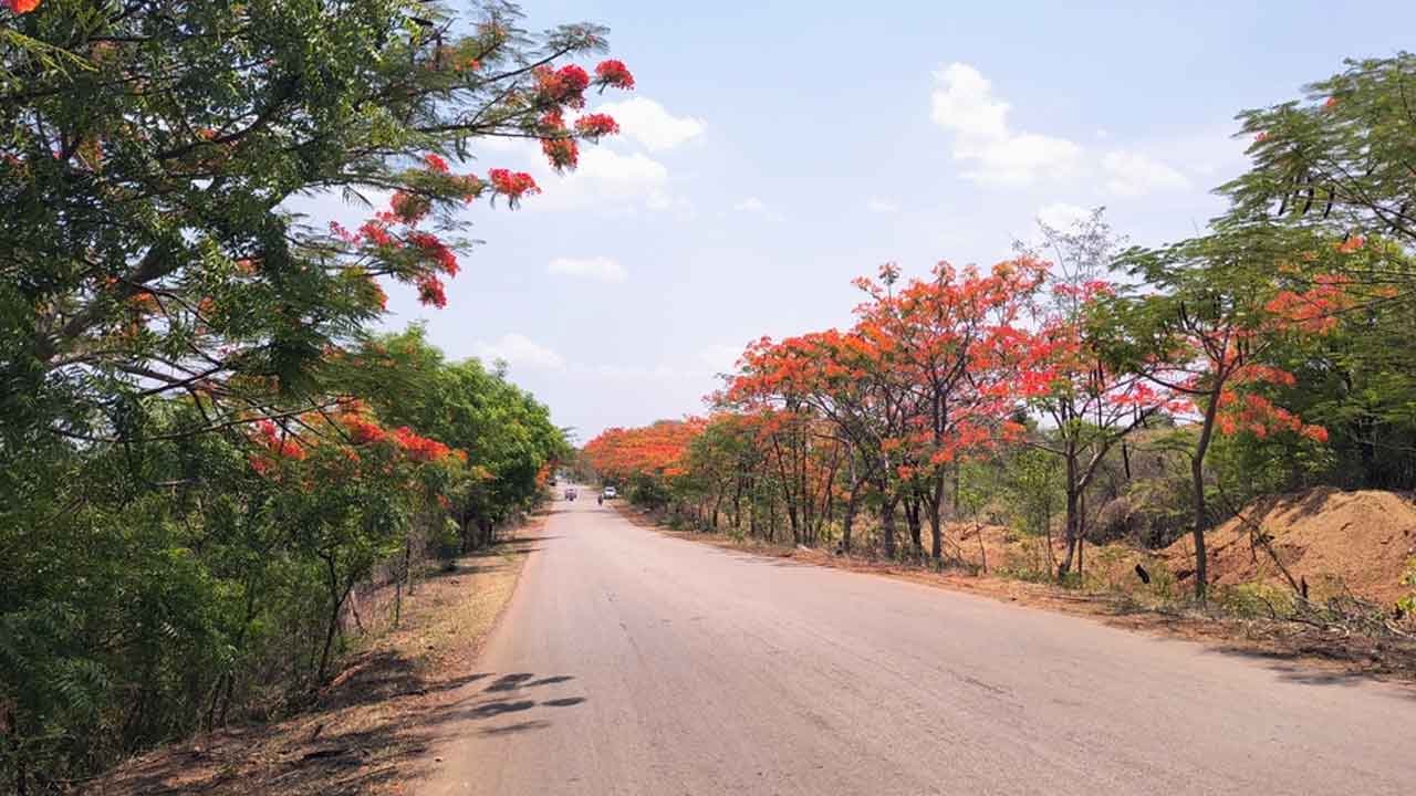 Harithaharam | కనువిందు చేస్తున్న హరితహారం మొక్కలు.. సెల్ఫీలతో సందడి చేస్తున్న ప్రయాణికులు