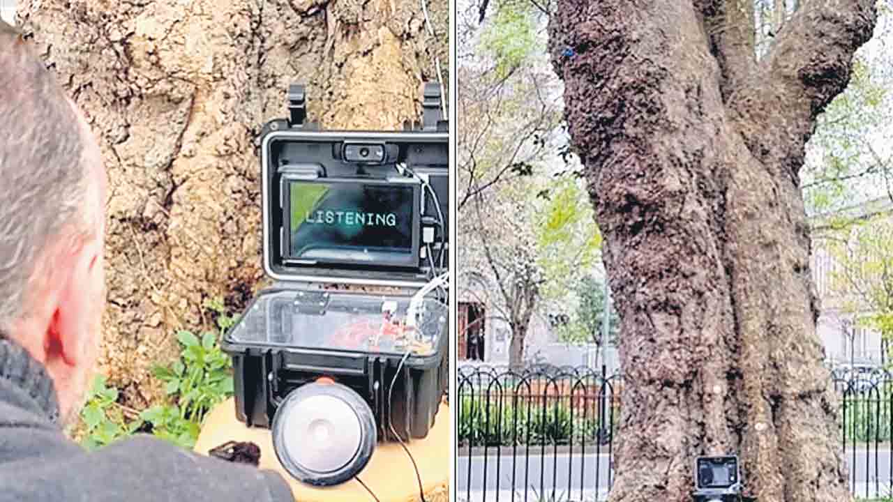 Talking Tree | మనుషులతో మాట్లాడే చెట్టు.. ఎక్కడ ఉందంటే?