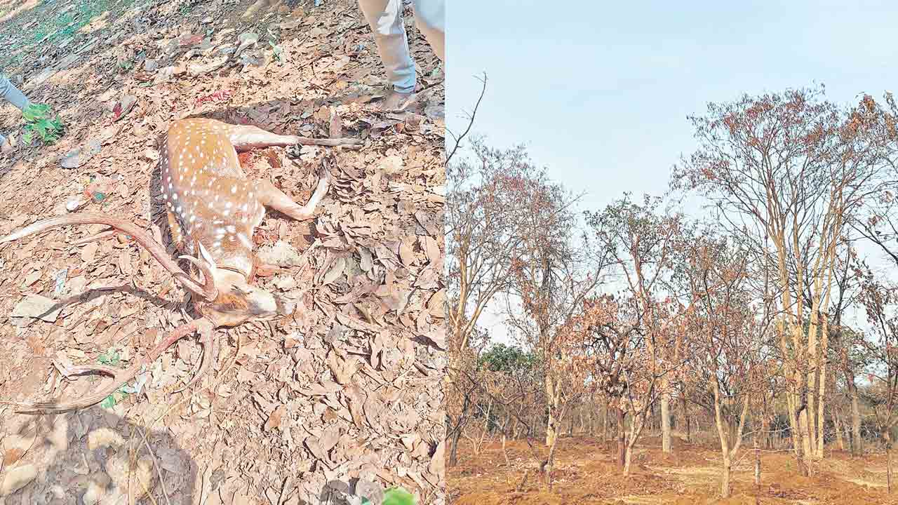 Damagundam Forest | దామగుండంలో అరణ్యరోదన.. పర్యావరణానికి కాంగ్రెస్‌ సర్కారు గ్రహణం