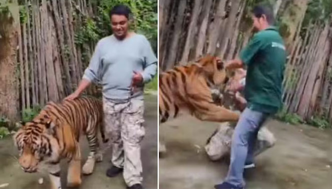 Tiger | టూరిస్ట్‌పై దాడి చేసిన పులి.. షాకింగ్‌ వీడియో వైరల్‌