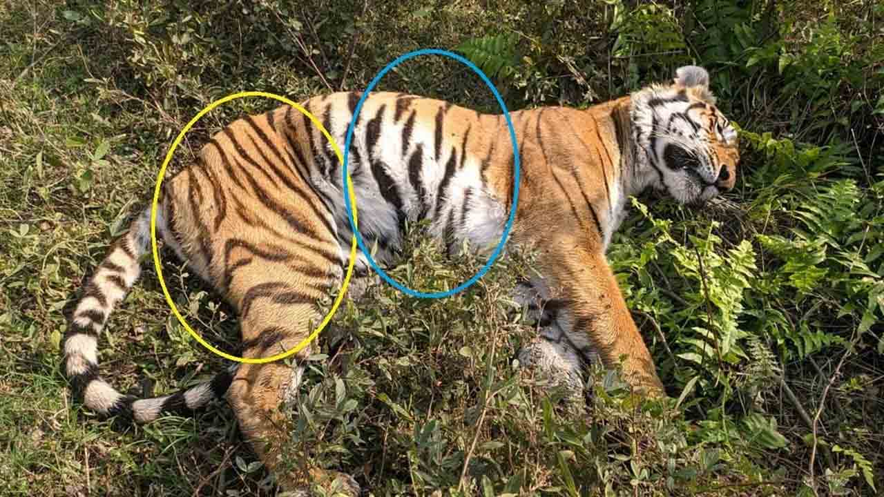 ఎల్లూరు అటవీలో పులి కళేబరం?