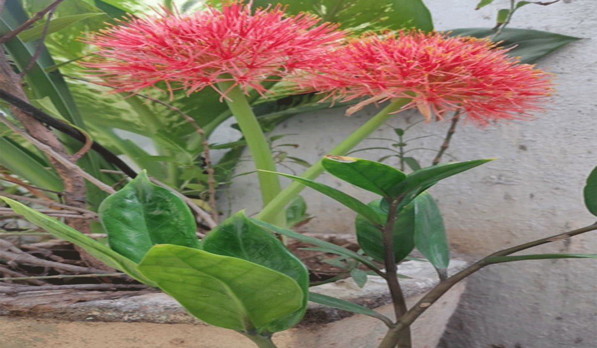 May flower | గోదావరిఖనిలో కనువిందు చేస్తున్న మే పుష్పం.. చూసేందుకు బారులు తీరుతున్న జనం