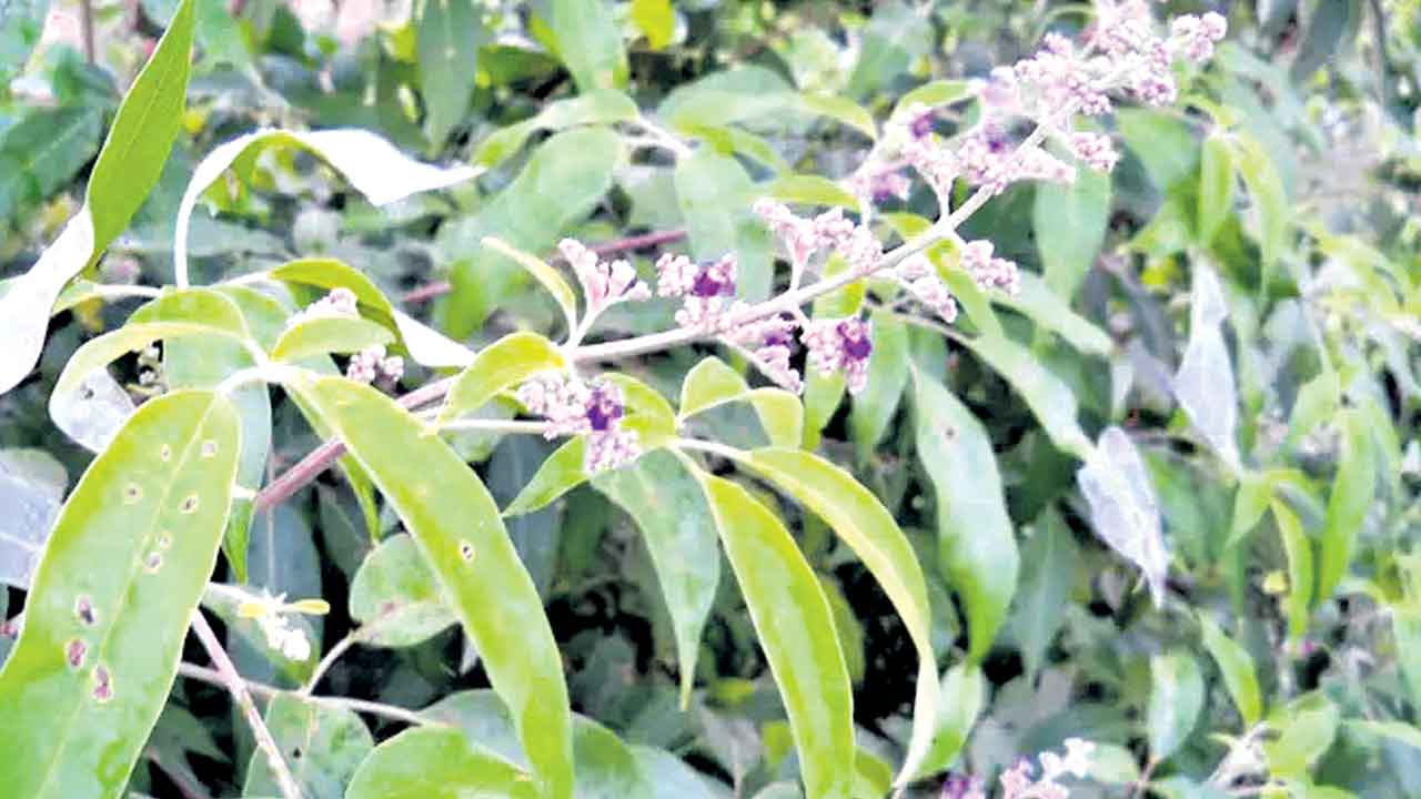 ఘనం.. పీవీ వనం.. వావిలి చెట్టు