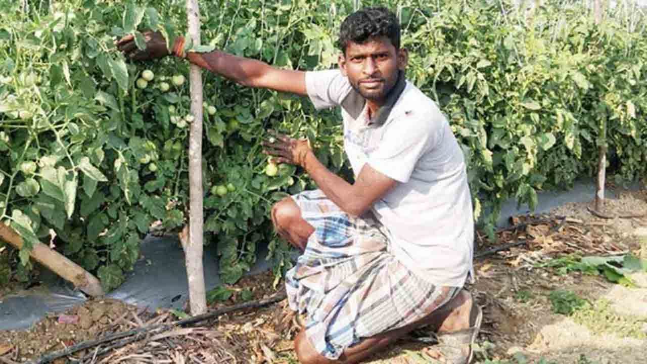 Vegetable grafting technology | అంటుకట్టు సాంకేతికతతో.. కూరగాయల అధిక దిగుబడి