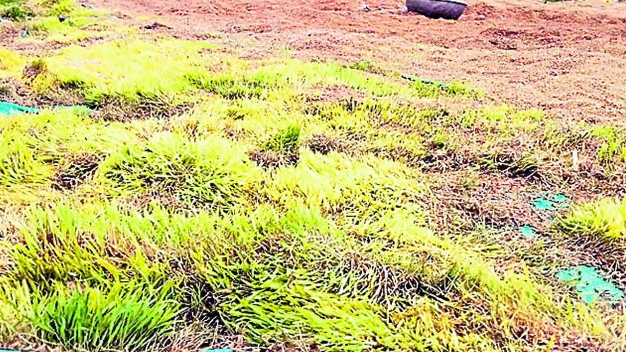 అధికారుల నిర్లక్ష్యం.. రైతుకు తీరని నష్టం