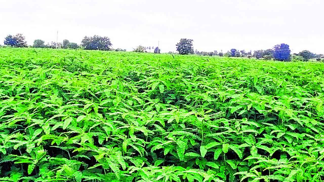 రైతన్నపై విత్తన పిడుగు