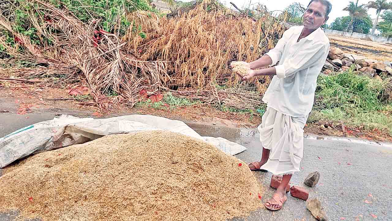 Paddy Procurement | తడిసిన వడ్లకు దిక్కెవరు?.. కొనుగోలు కేంద్రాల్లోనే మొలకలు