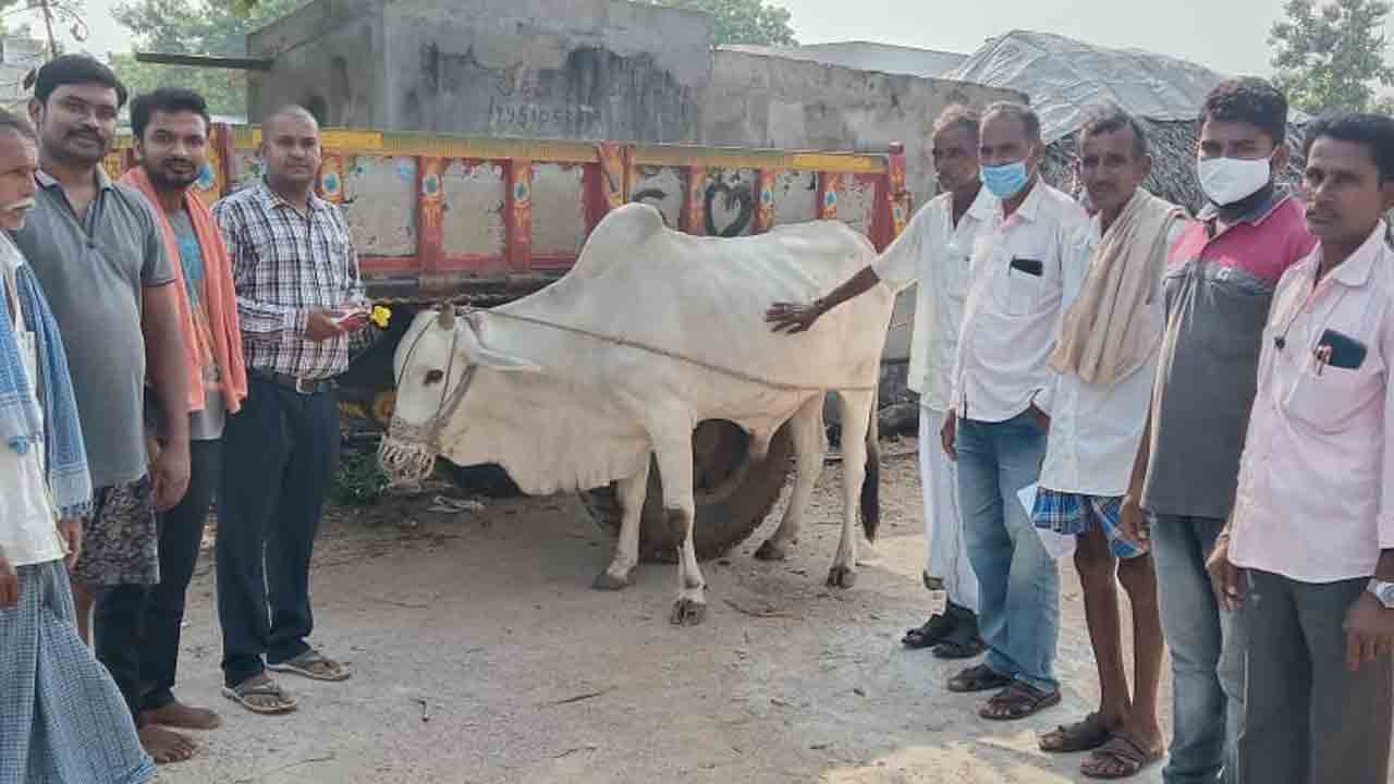 వేసవిలో జీవాలు జాగ్రత్త