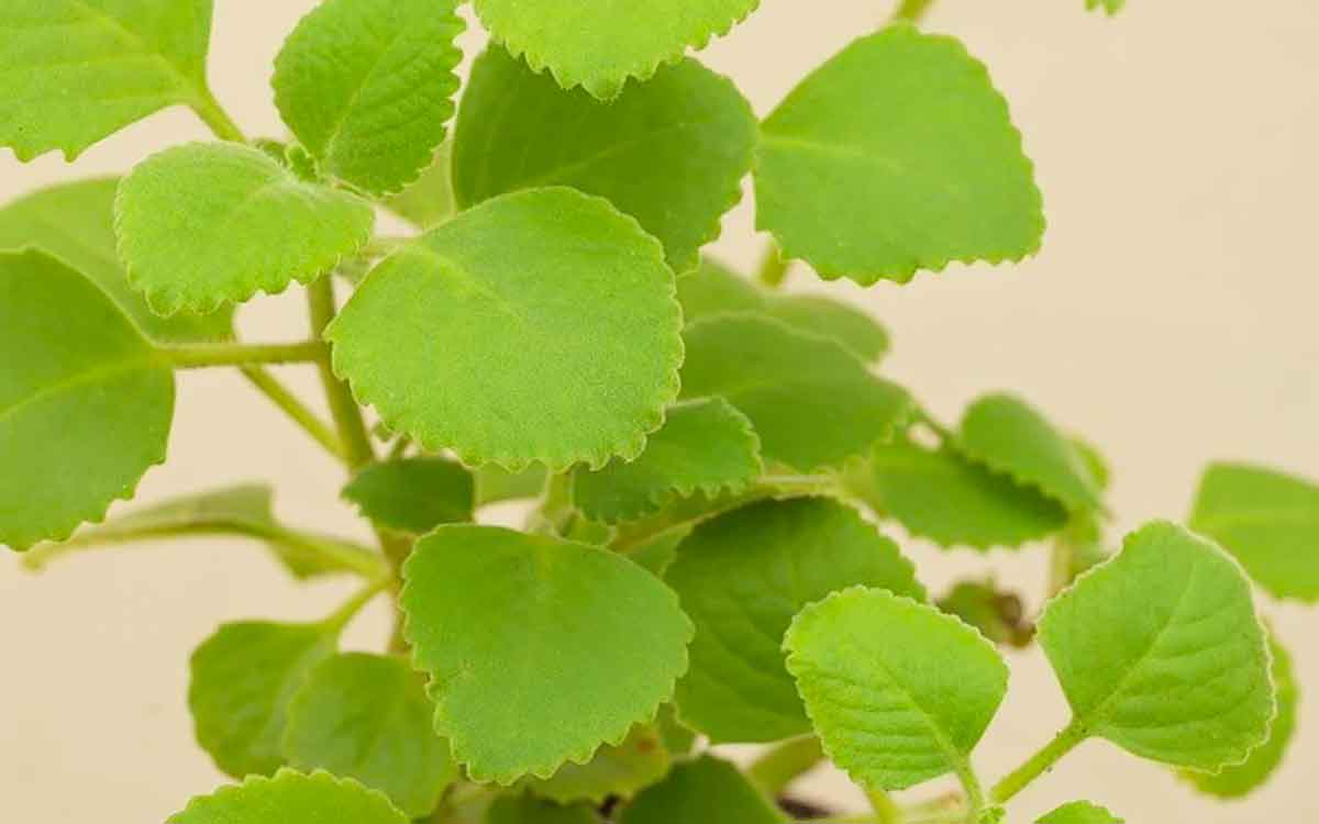 Ajwain Leaves | అనేక వ్యాధులను తగ్గించే ఈ మొక్క.. మన ఇంటి చుట్టూనే పెరుగుతుంది.. కనిపిస్తే వదలకండి..