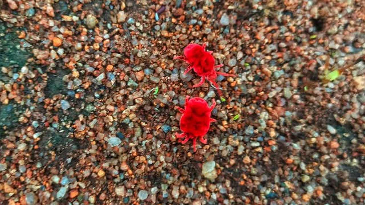 Arudra | ముందే దర్శన మిచ్చిన ఆరుద్ర పురుగులు