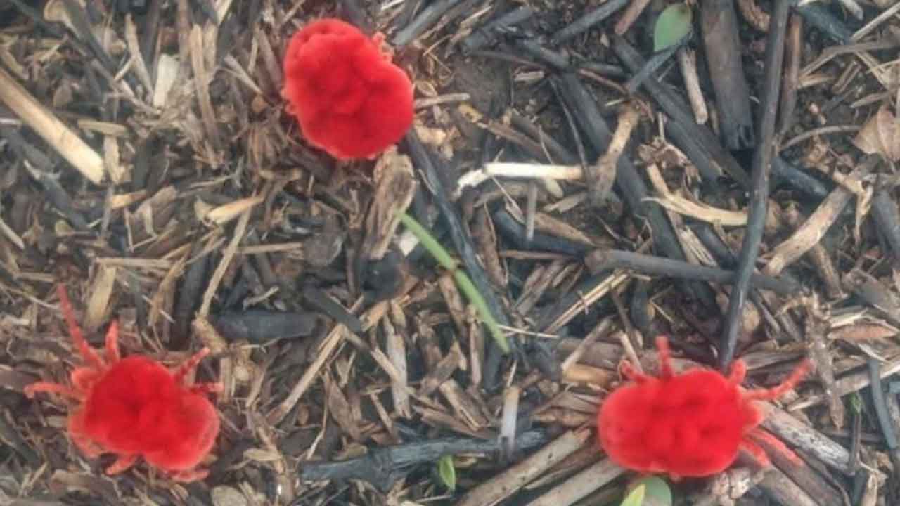 Red velvet mites | ముందుగానే ఆర్రుద పురుగుల ఆగమనం.. సంతోషంలో రైతన్నలు