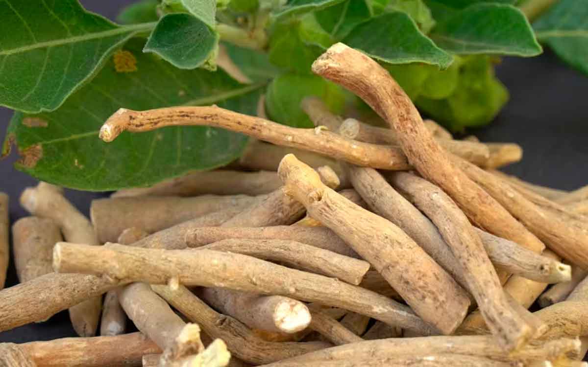Ashwagandha | అశ్వ‌గంధ.. ఓ అద్భుత‌మైన మూలిక‌.. ఇది అందించే ప్ర‌యోజ‌నాలు అమోఘం..