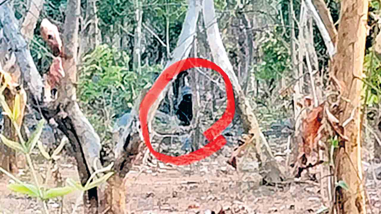 తిమ్మారెడ్డి శివారులో ఎలుగుబంటి సంచారం